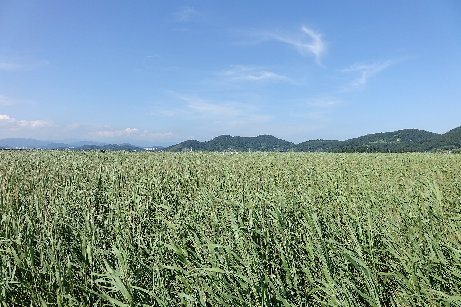 순천만공원 갈대밭