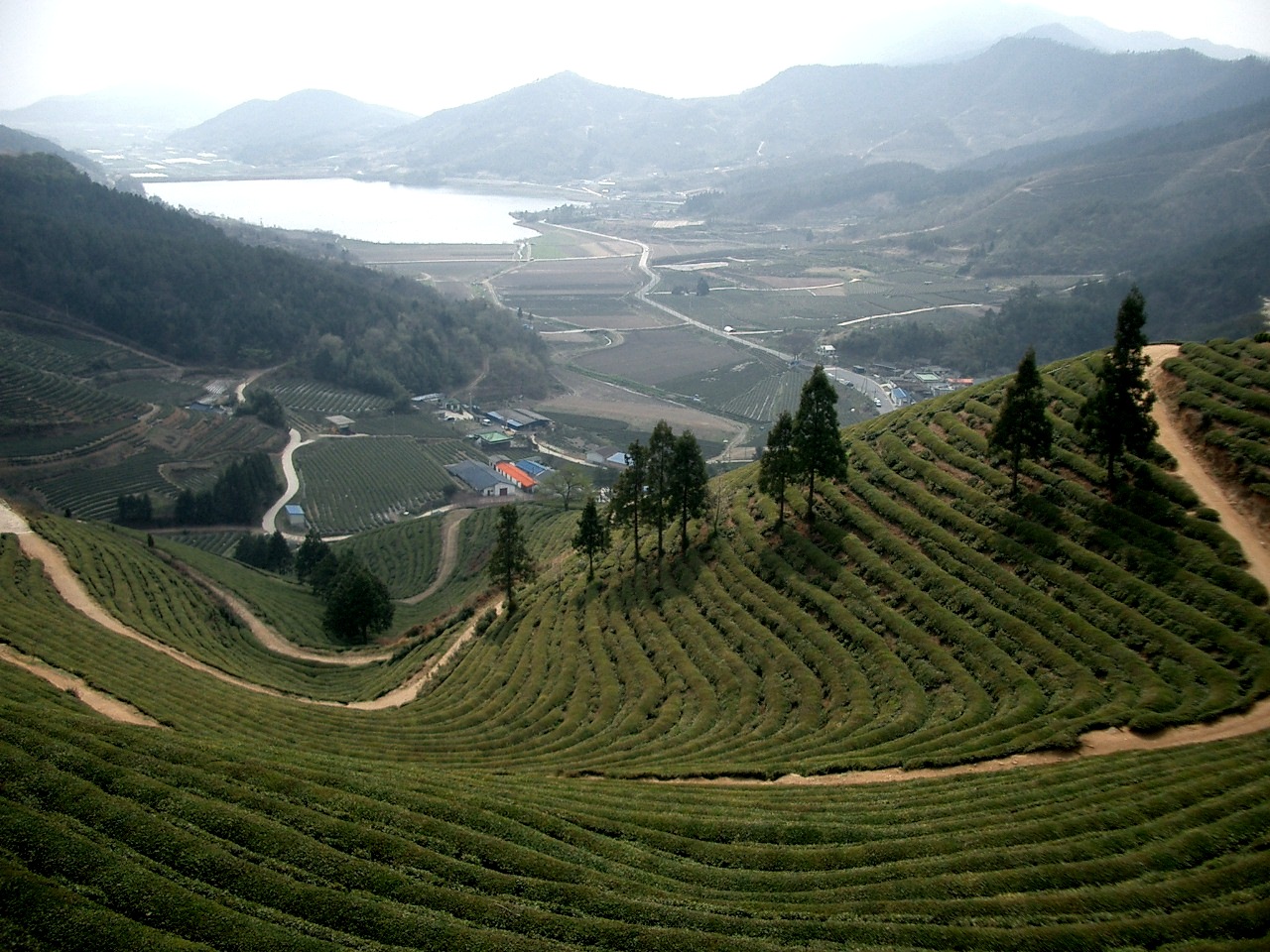 전남 보성의 녹차밭